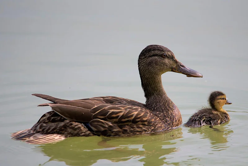 Atelier 2024  "Animalier" - 54764150767_75f19e1f8a_c.jpg