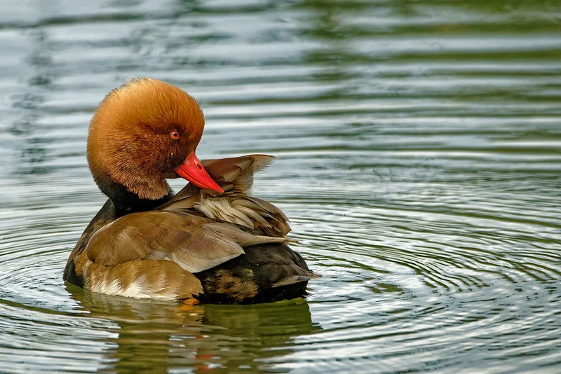 Atelier 2024  "Animalier" - 54764997481_816b4220b4_c.jpg