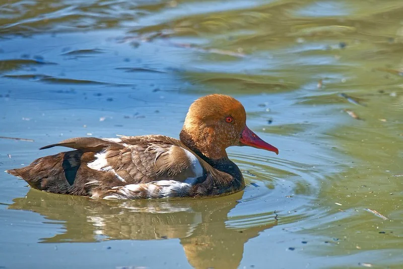 Atelier 2024  "Animalier" - 54765343415_c65e0dc70c_c.jpg