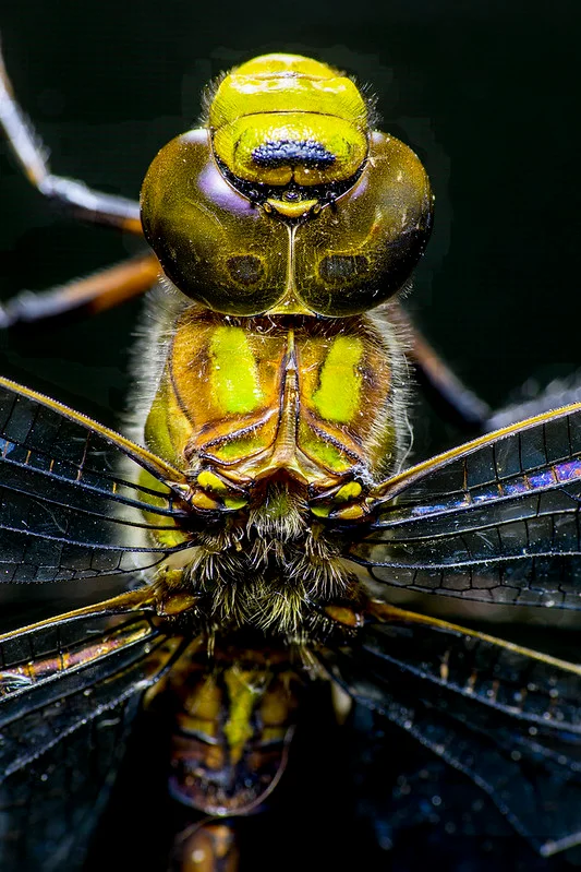 Atelier 2025 "Macro" - 55130151433_36c29d622a_c.jpg