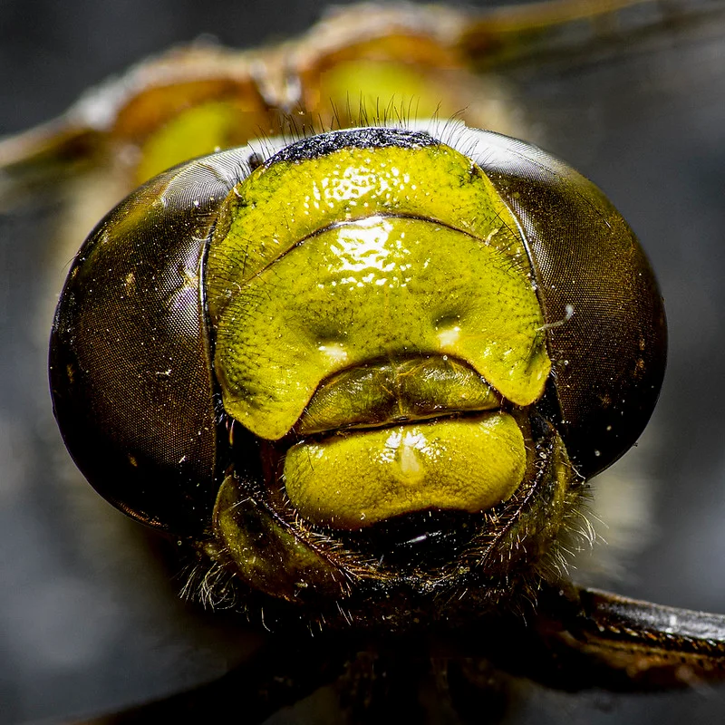 Atelier 2025 "Macro" - 55130352450_f328901b6c_c.jpg