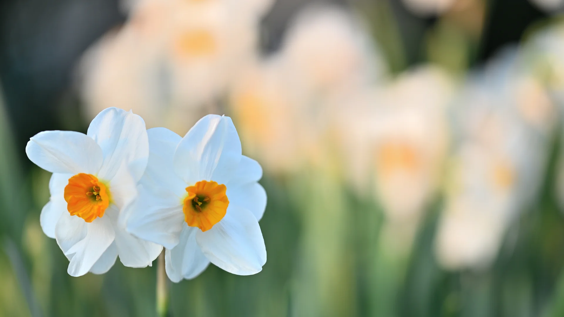 Challenge avril 2025 - 9.JPG