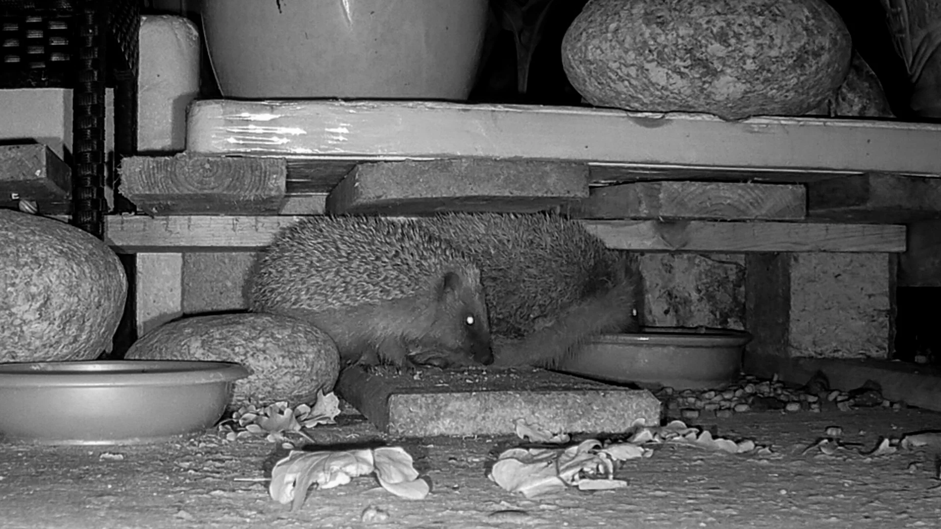 Challenge janvier 2026 - 9.jpg