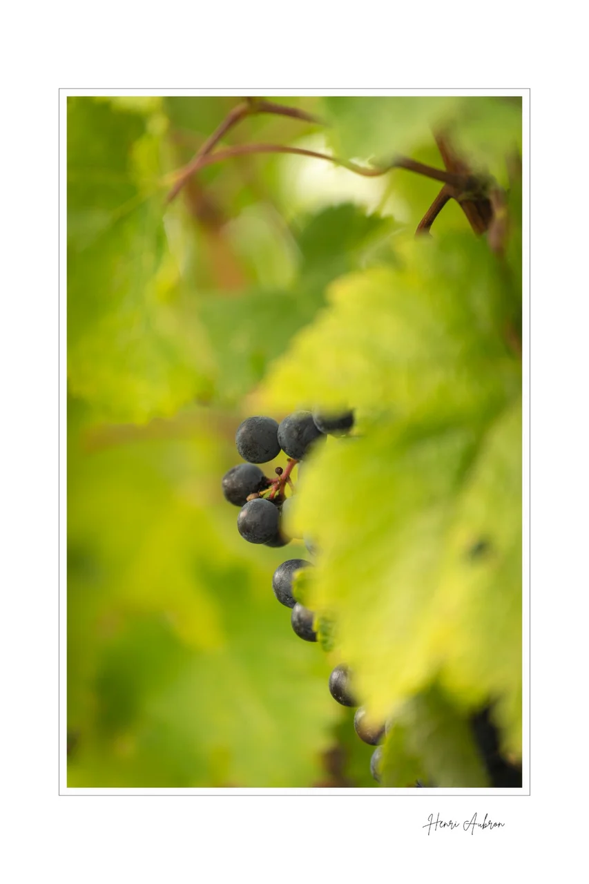 De la vigne aux lèvres - 127.jpg