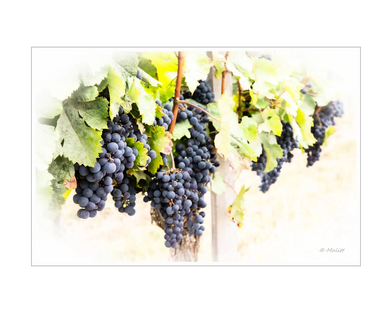 De la vigne aux lèvres - 128.jpg