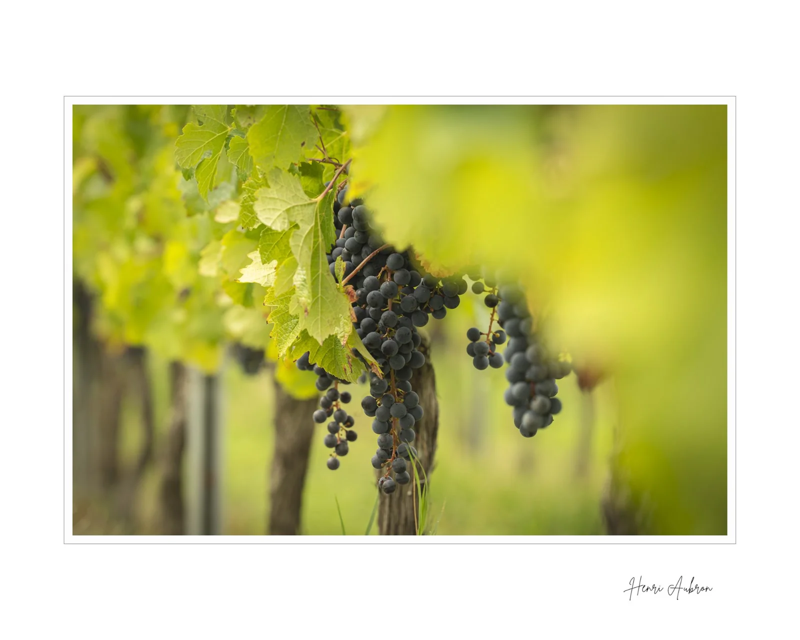 De la vigne aux lèvres - 129.jpg