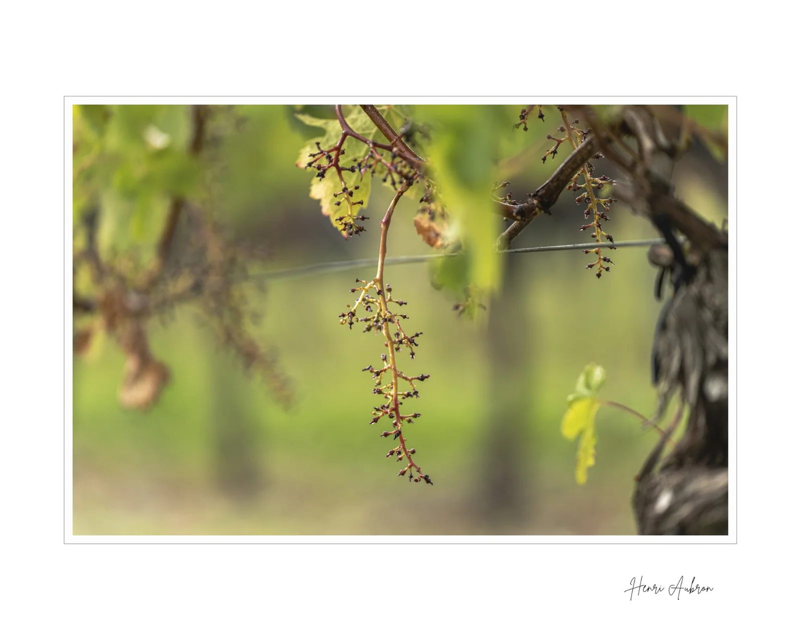 De la vigne aux lèvres - 171.jpg