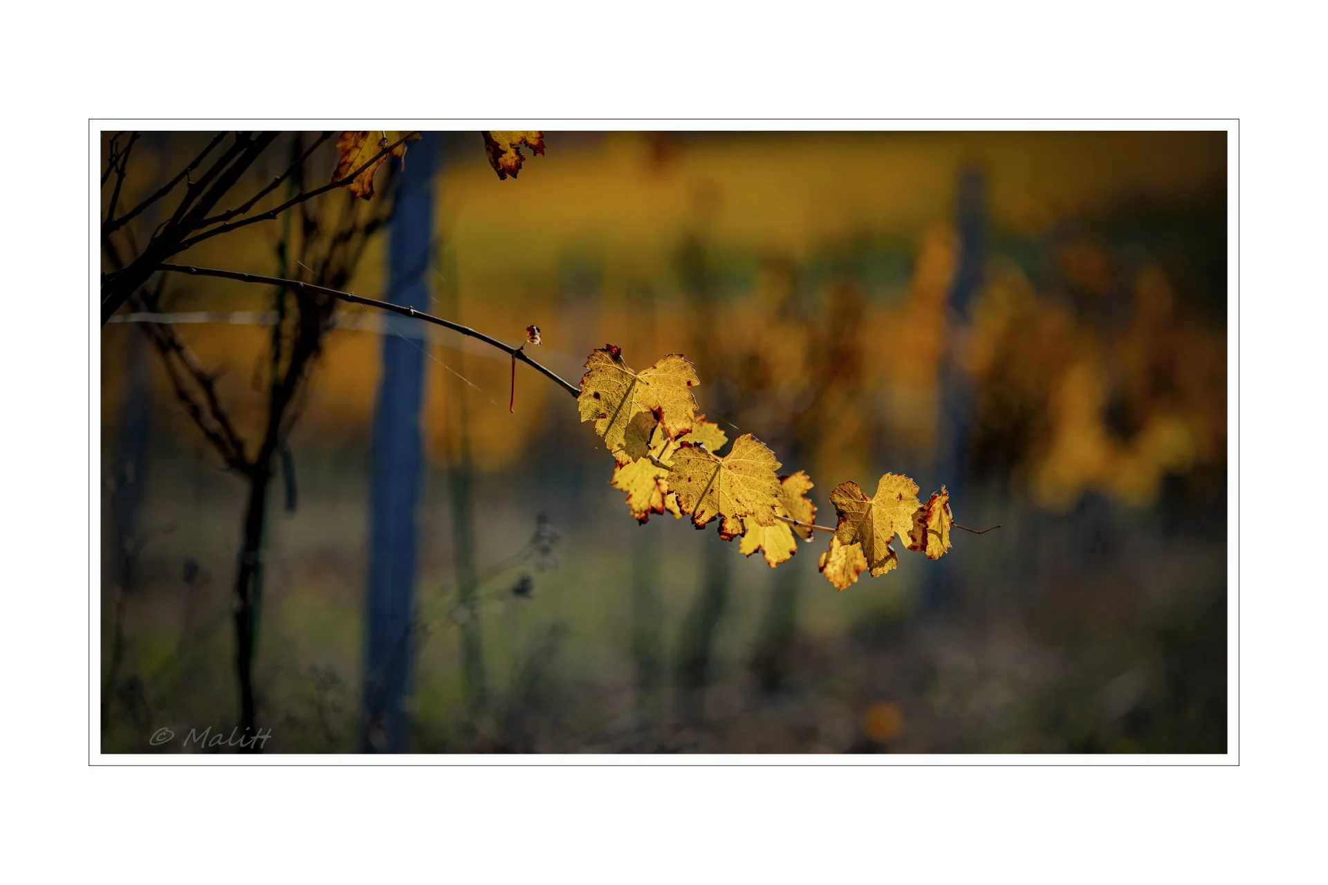 De la vigne aux lèvres - 290.jpg