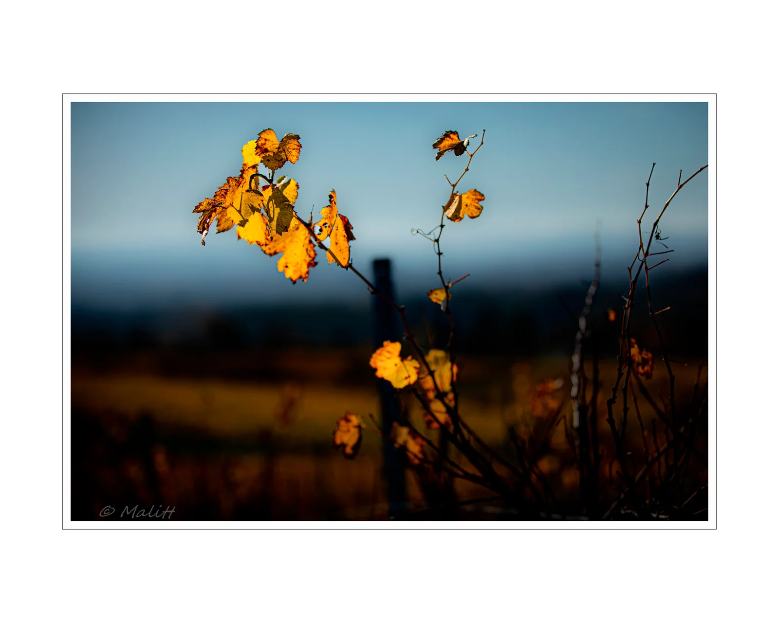 De la vigne aux lèvres - 294.jpg