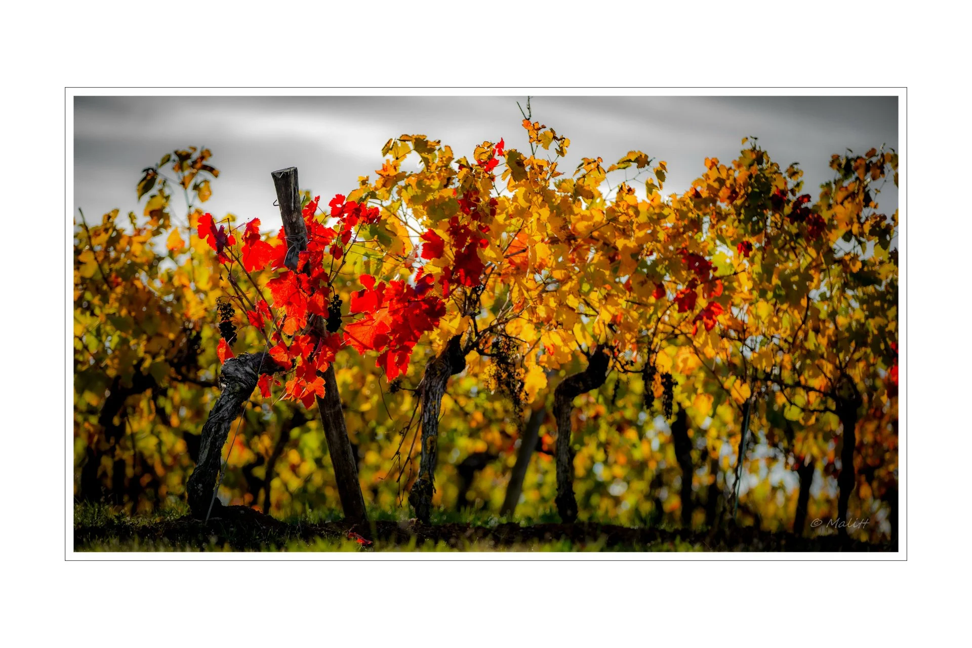 De la vigne aux lèvres - 298.jpg