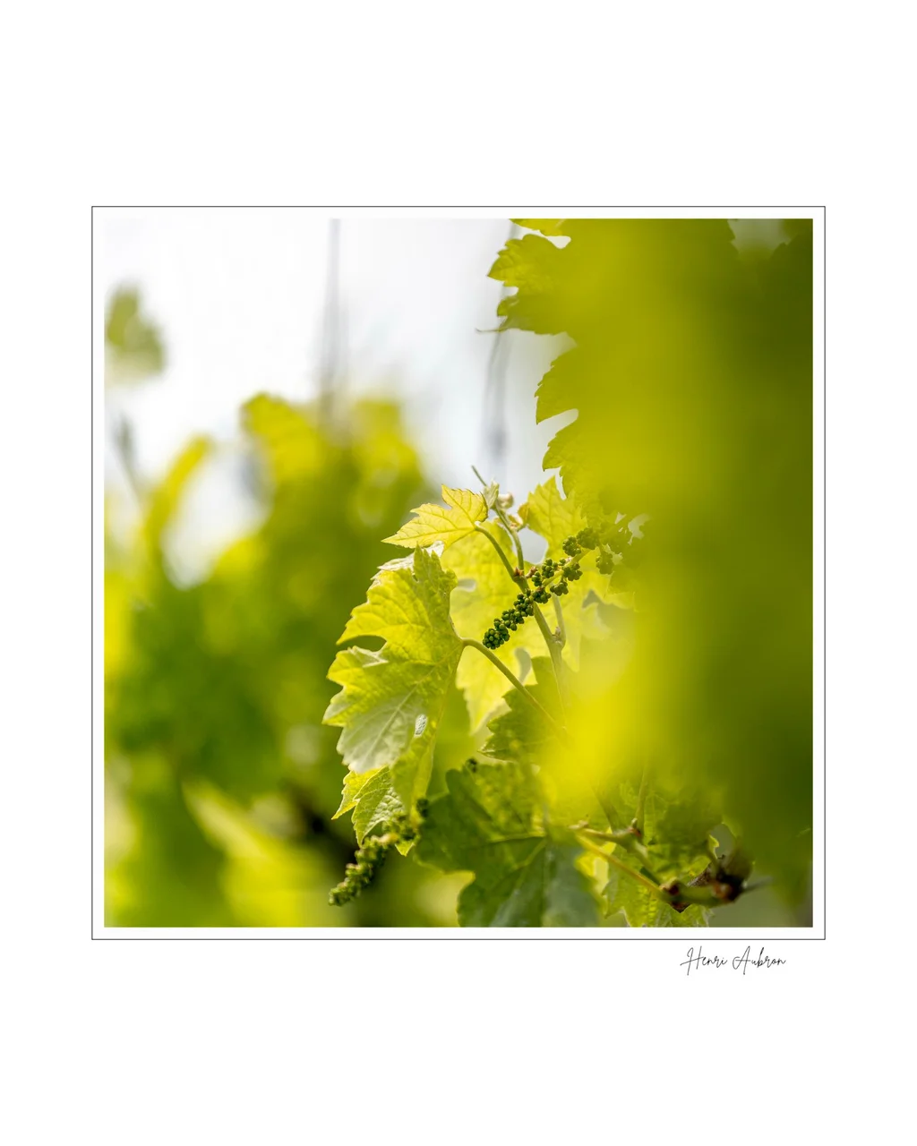 De la vigne aux lèvres - 59.jpg