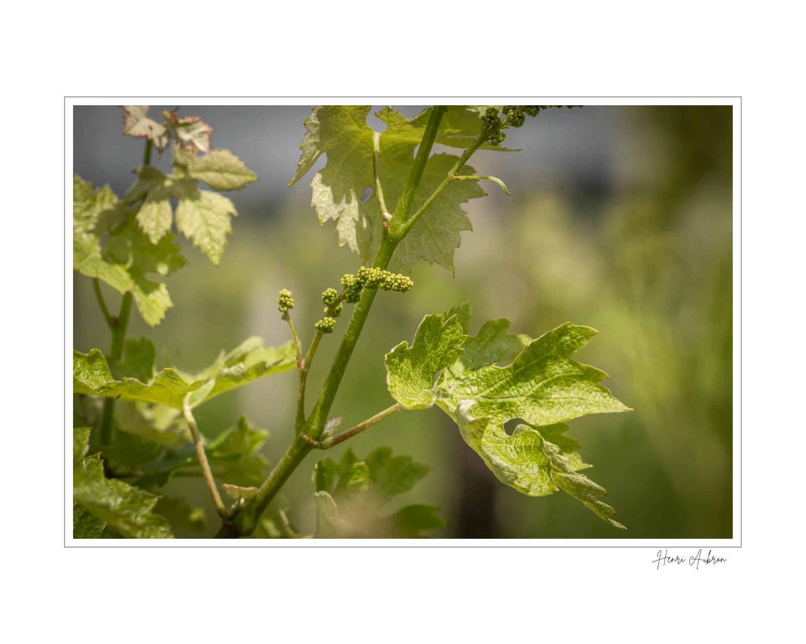 De la vigne aux lèvres - 67.jpg