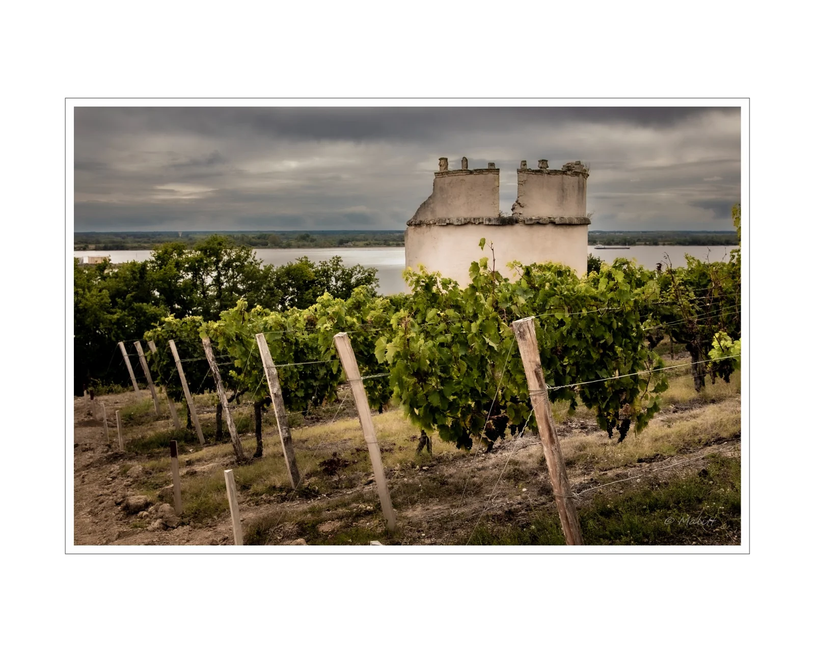 De la vigne aux lèvres - 7.jpg