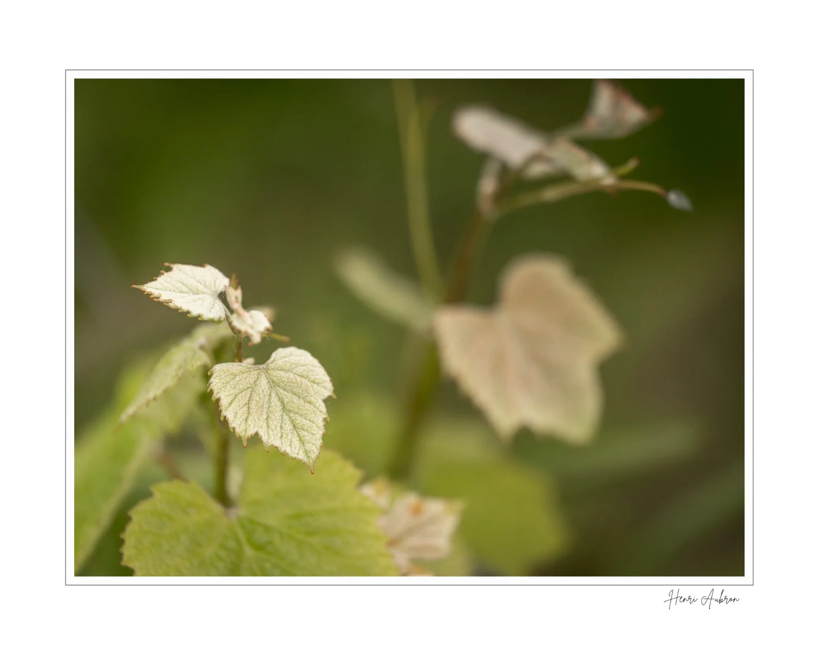 De la vigne aux lèvres - 71.jpg