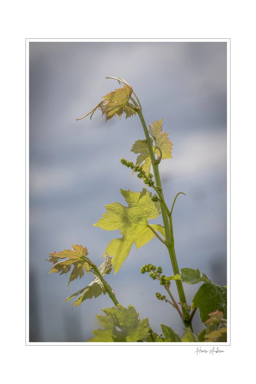 De la vigne aux lèvres - 75.jpg