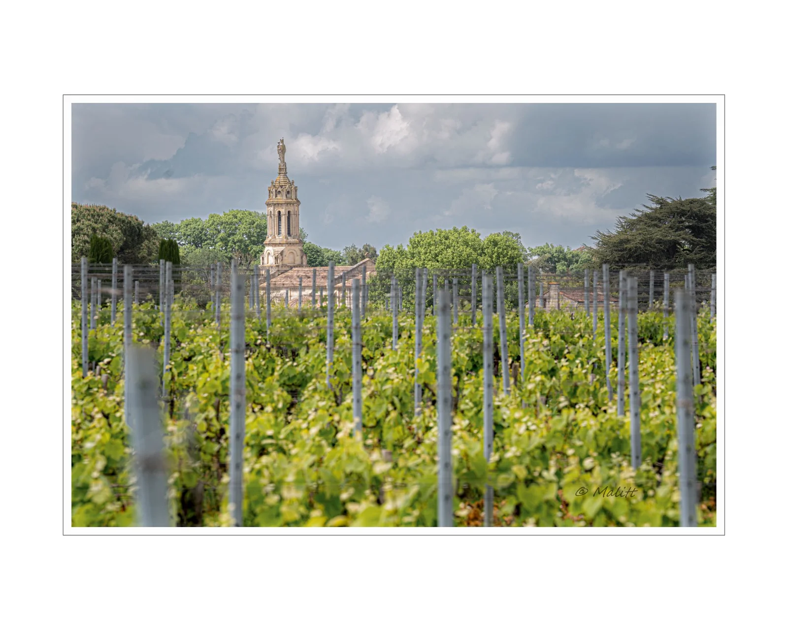 De la vigne aux lèvres - 8.jpg