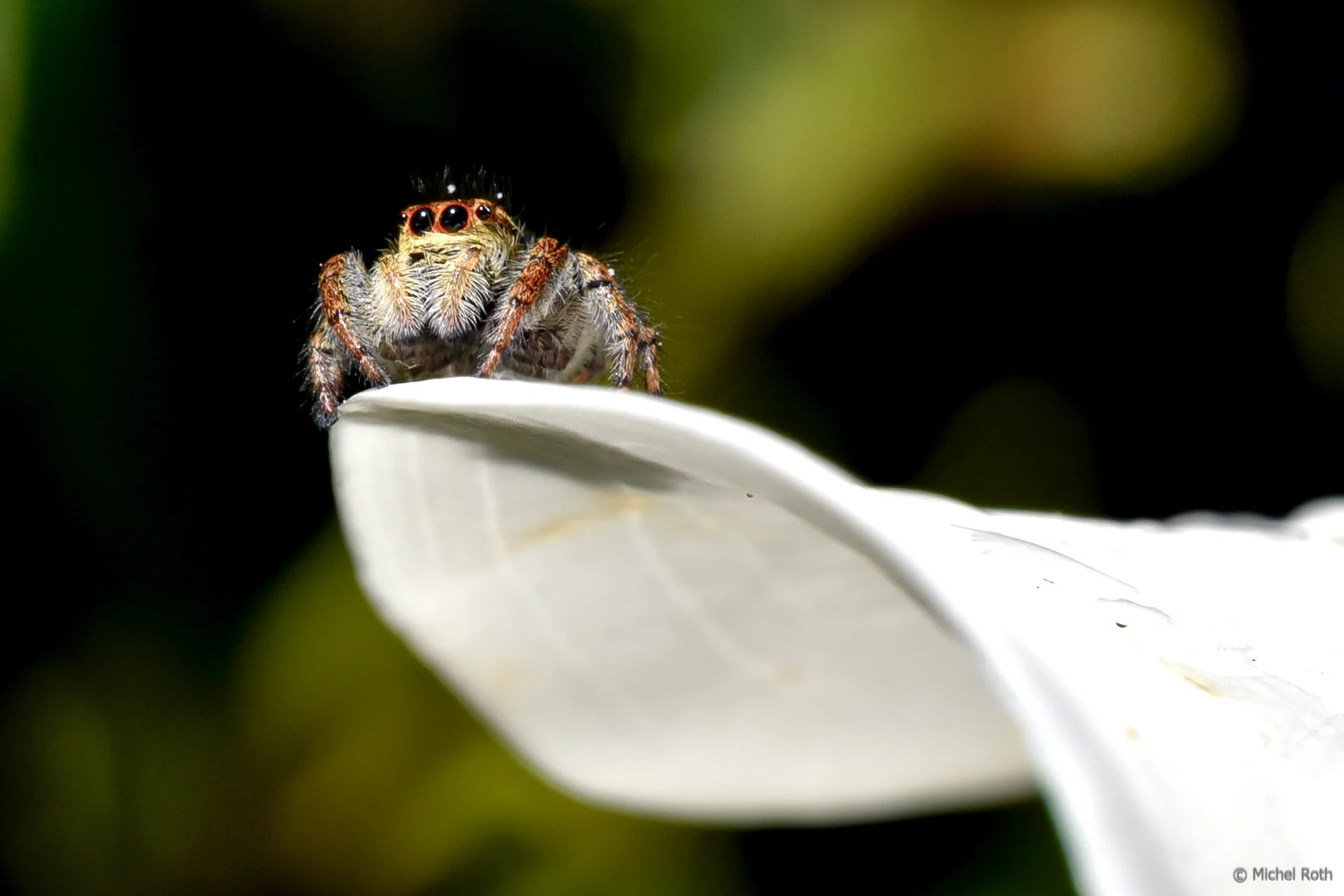 Exposition virtuelle du Photo-Club - 68.jpg
