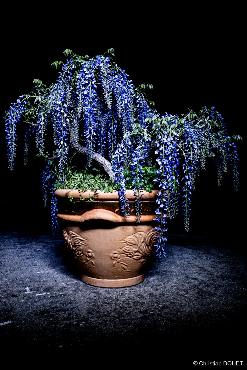 L'Art aux Jardins 2025 - 2025-04-.12 - Jardin - 00109.jpg