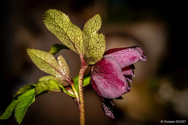 Portfolio Christian Douet - christian.jpg