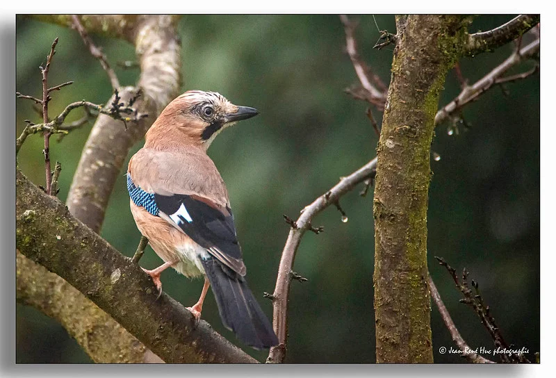 Portfolio Jean-René Huc - jean rené.jpg