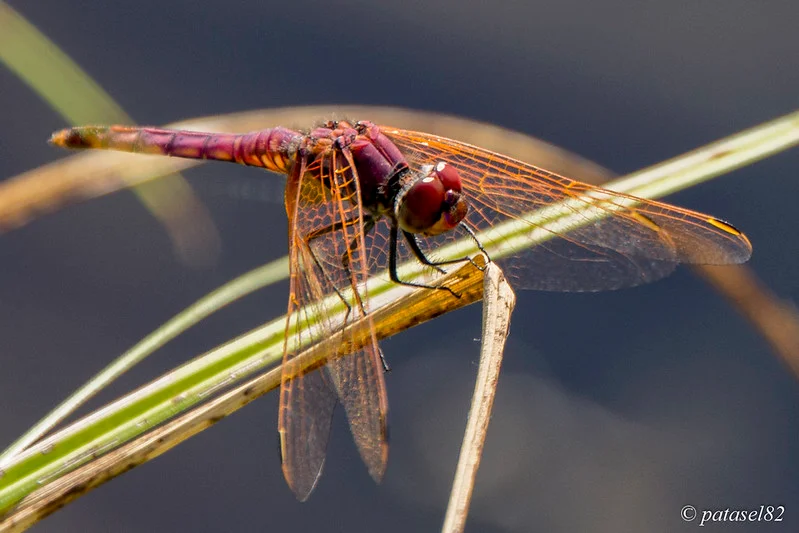 Portfolio Patrick Fernando - patrick.jpg