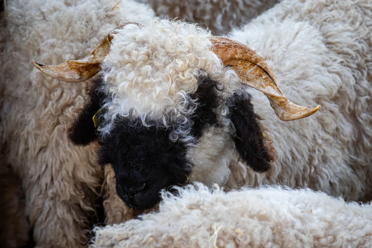 Alpagas & compagnie - 20250823-030.JPG