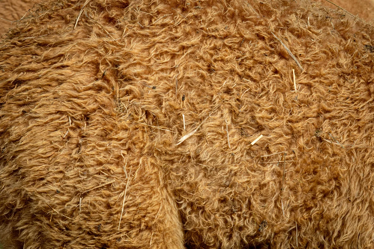 Alpagas & compagnie - 20250823-061.JPG