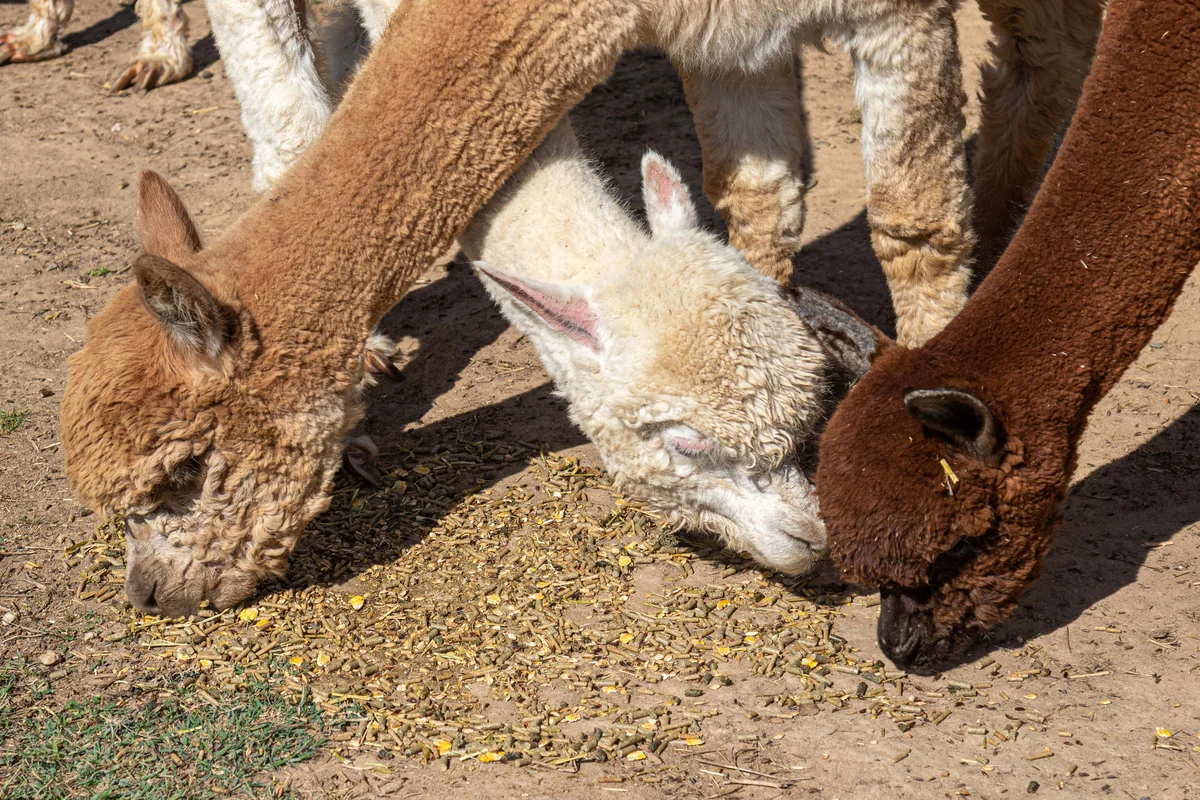 Alpagas & compagnie - 20250823-065.JPG