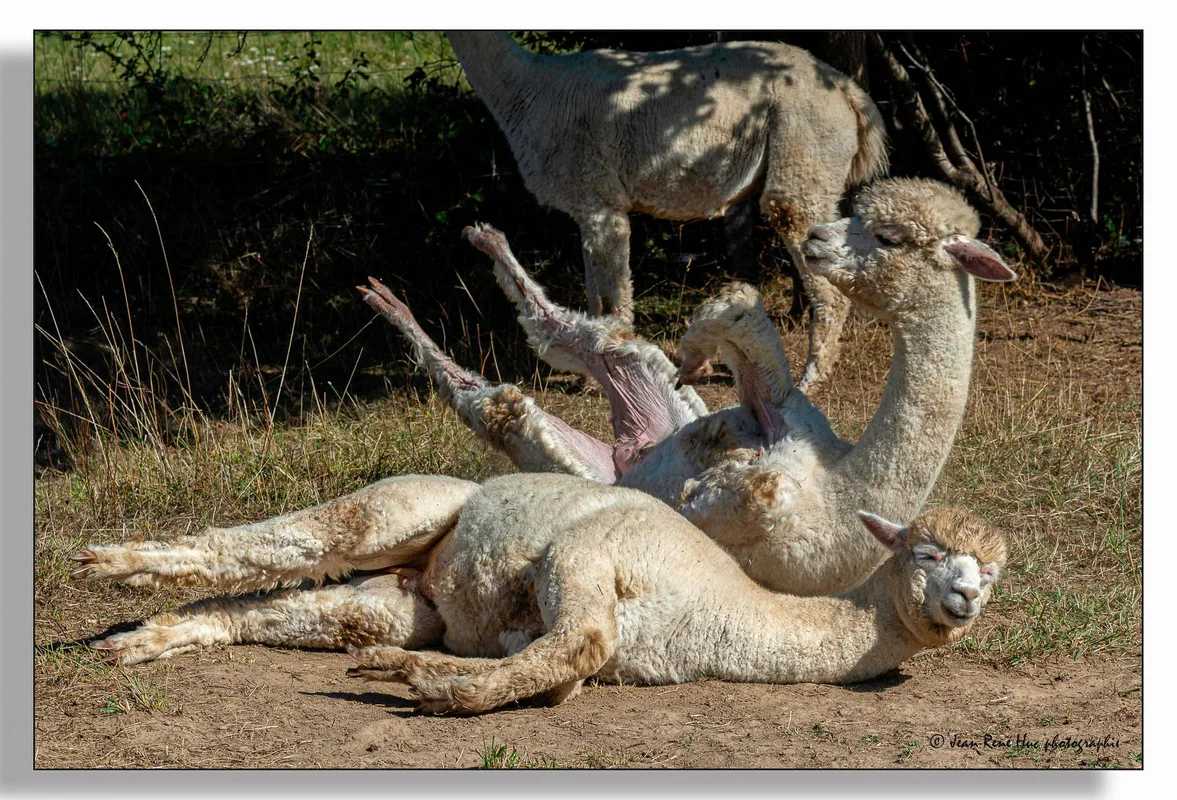 Alpagas & compagnie - 536175055_10234904235501240_8942599186120817412_n.jpg