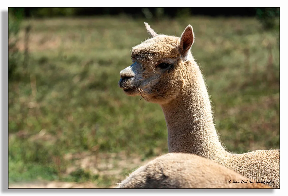 Alpagas & compagnie - 536208905_10234903709688095_2195864014151684912_n.jpg