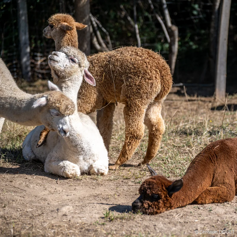 Alpagas & compagnie - 537026224_10228777829937431_5990699316848575952_n.jpg
