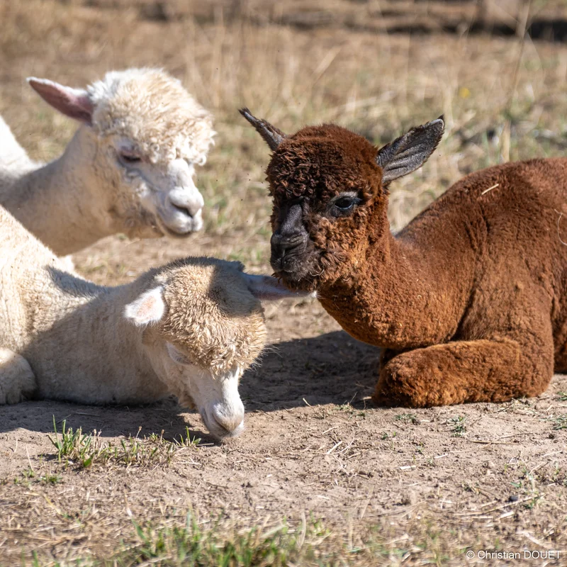 Alpagas & compagnie - 537079925_10228777811056959_4409804079787707937_n.jpg