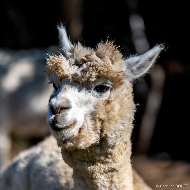 Alpagas & compagnie - 537139008_10228777811816978_7481185003404753167_n.jpg