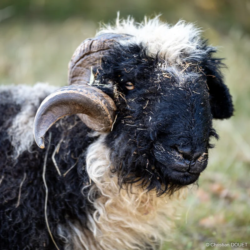 Alpagas & compagnie - 537194175_10228777831977482_2783407145281573399_n.jpg