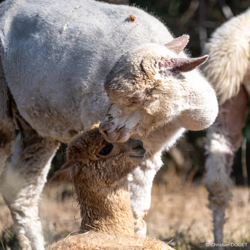 Alpagas & compagnie - 537227289_10228777829737426_6051709477764101572_n.jpg