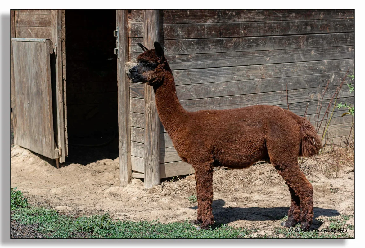 Alpagas & compagnie - 537264311_10234903709528091_8054495892656557205_n.jpg