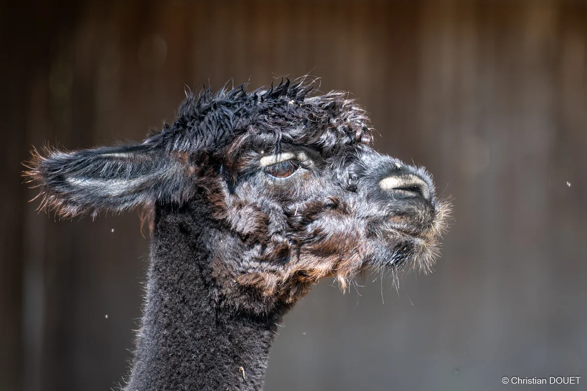 Alpagas & compagnie - 537331414_10228777812136986_7260037746093533530_n.jpg