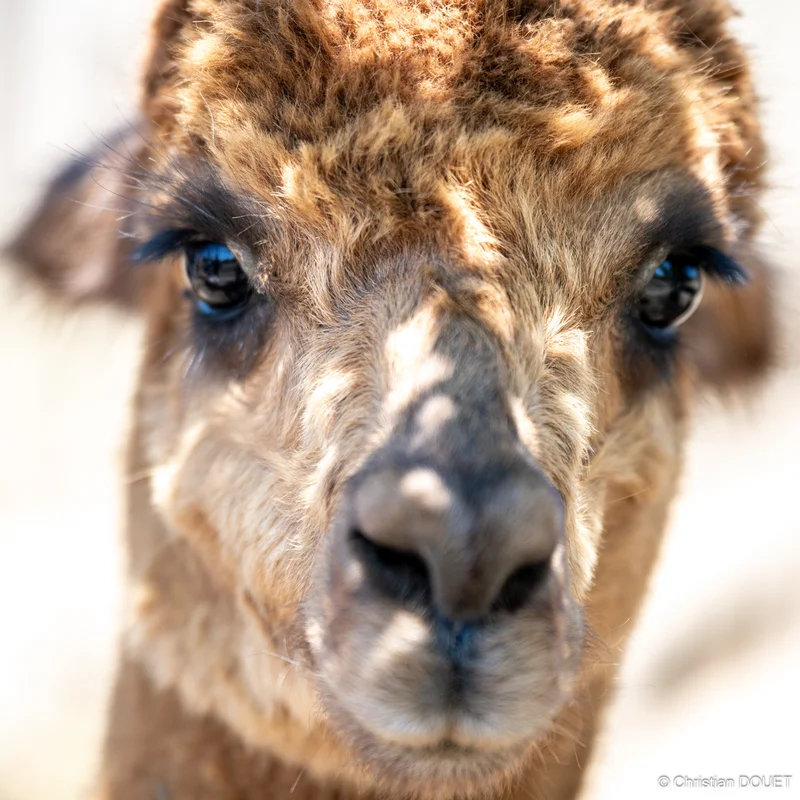 Alpagas & compagnie - 537404078_10228777813977032_4608985540610047213_n.jpg