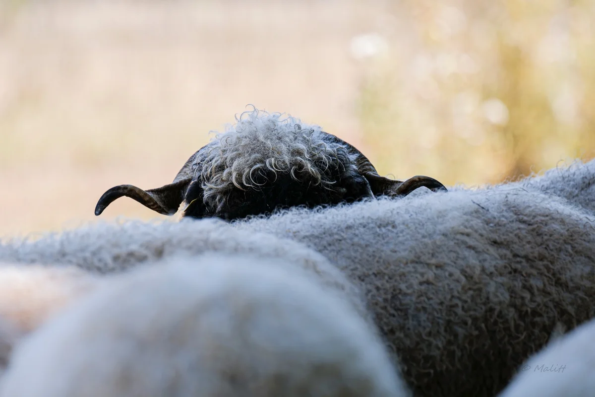 Alpagas & compagnie - 537514183_1313883556760379_6718900610541708241_n.jpg