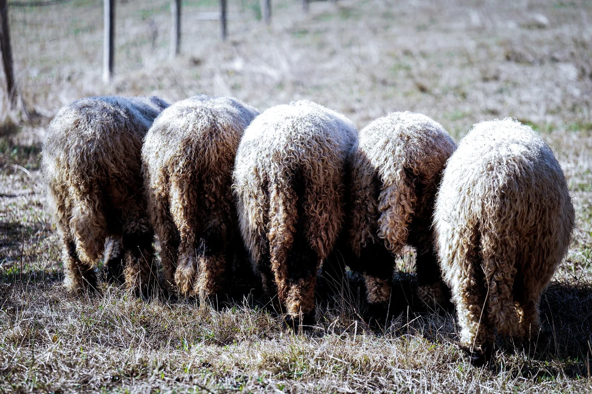 Alpagas & compagnie - 537703862_1313883430093725_3305955589217296340_n (1).jpg