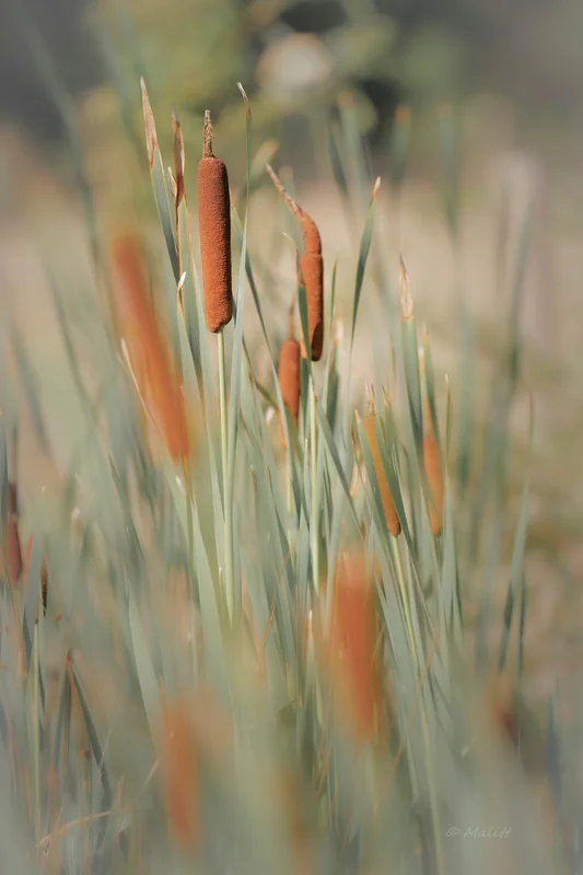 Alpagas & compagnie - 537923027_1313883266760408_4767570108848922939_n.jpg