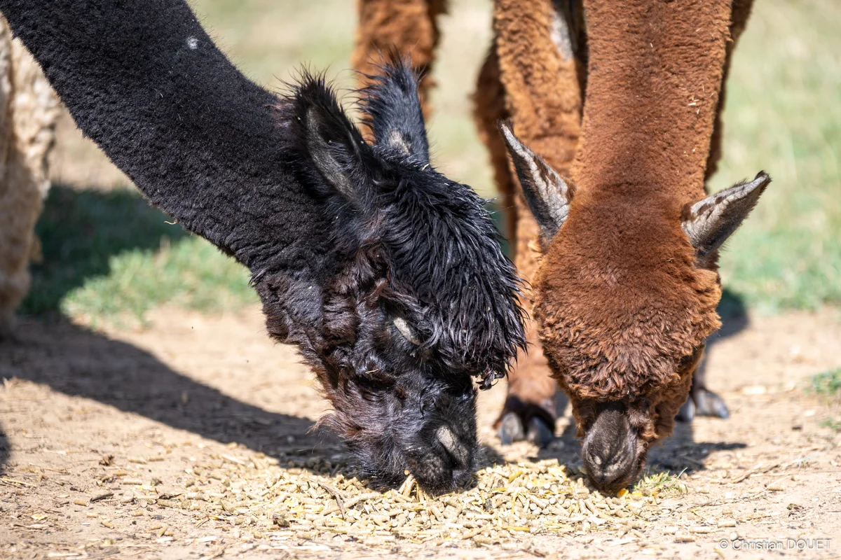 Alpagas & compagnie - 538060150_10228777830497445_2279590966128693166_n.jpg