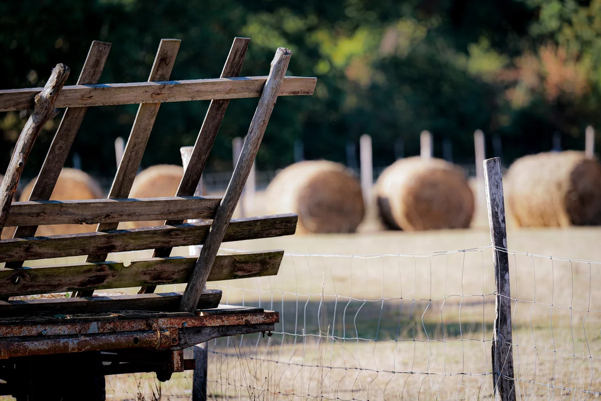 Alpagas & compagnie - 538308717_1313883493427052_1922696941997761654_n.jpg