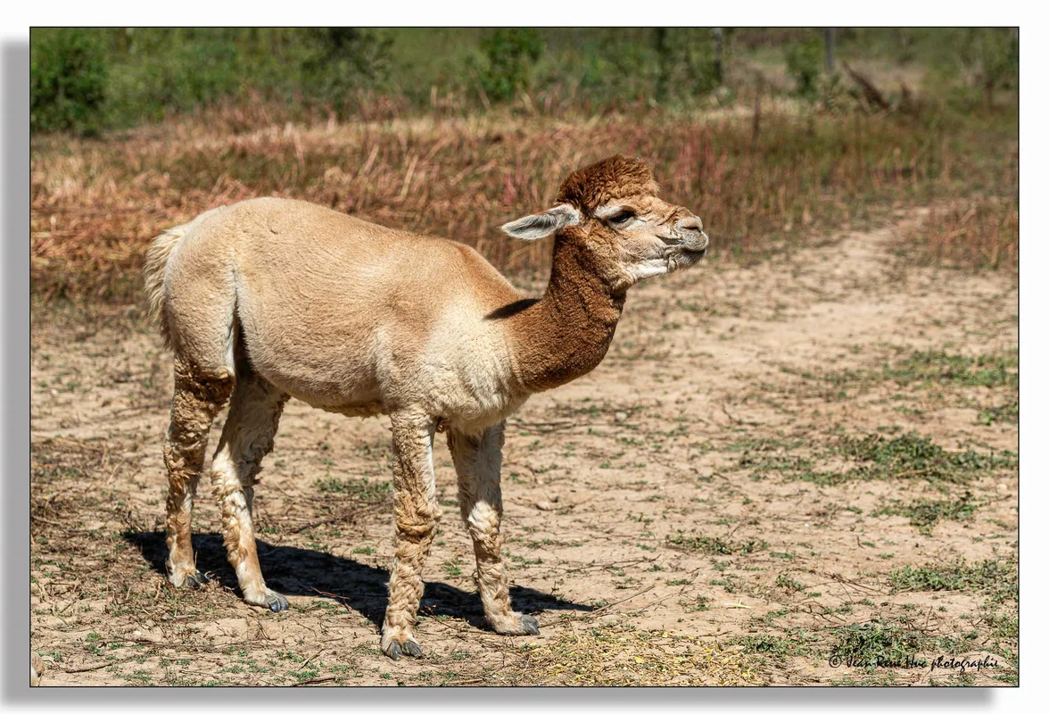 Alpagas & compagnie - 538464495_10234903709368087_8867535549704579140_n.jpg