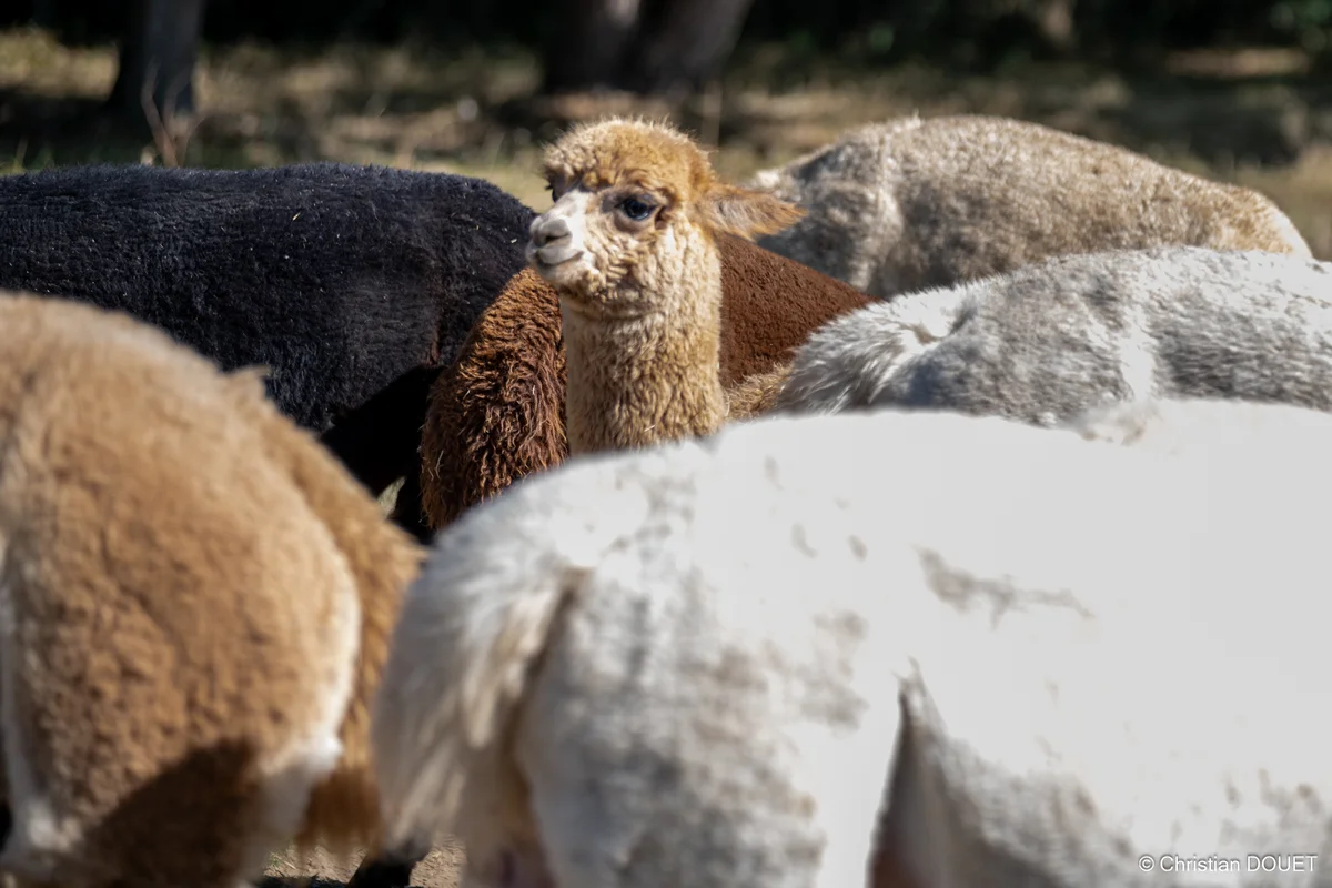 Alpagas & compagnie - 538617886_10228777831417468_954414982830734487_n.jpg