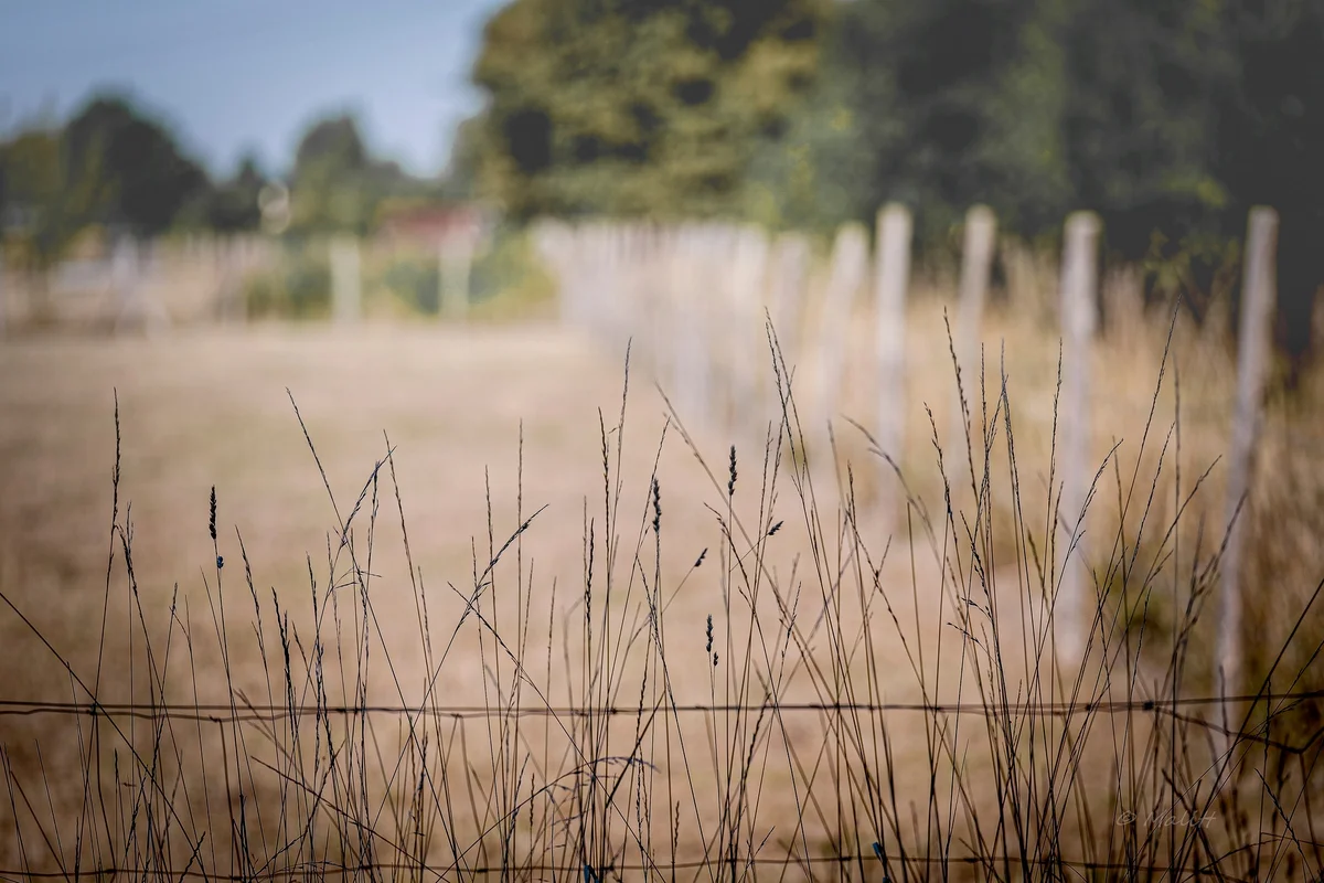 Alpagas & compagnie - 538690307_1313884113426990_7581525384849592744_n.jpg