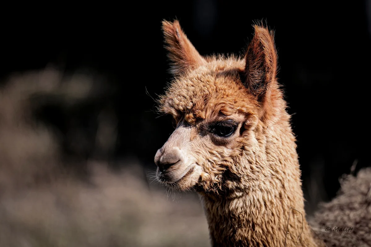 Alpagas & compagnie - 538776992_1313883196760415_6282082604898480219_n.jpg