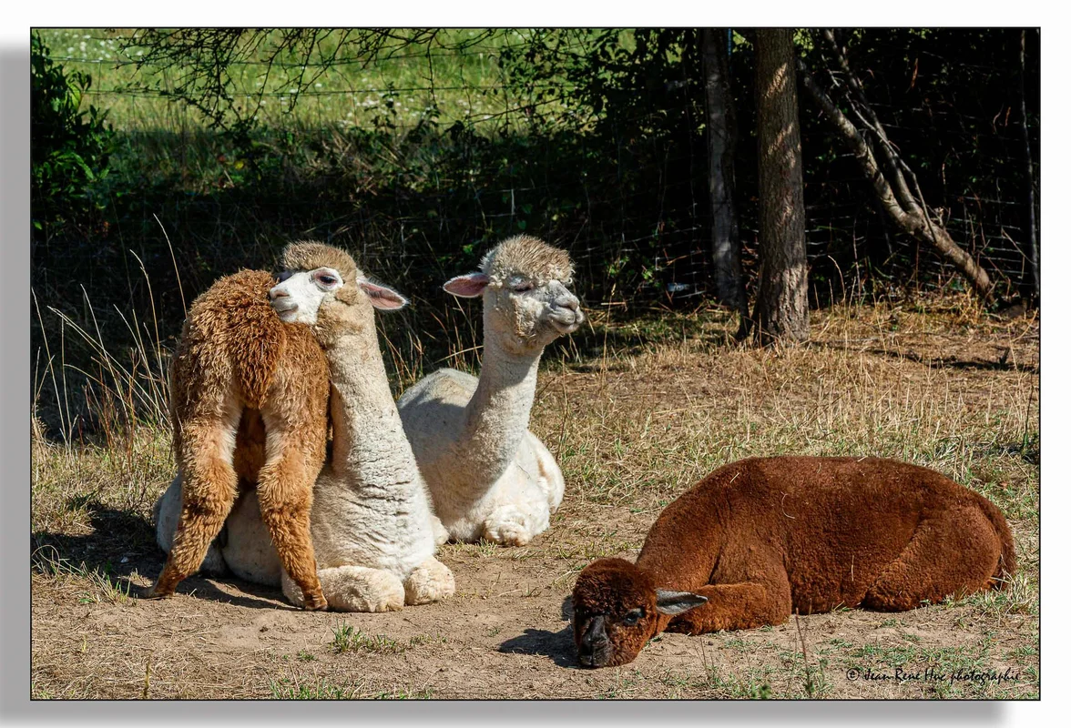 Alpagas & compagnie - 539301951_10234904234701220_1994948468078956844_n.jpg